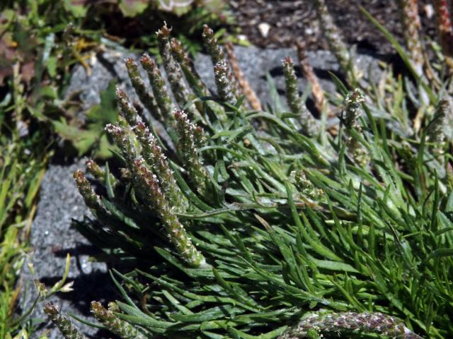 Jitrocel (Plantago serraria L.)