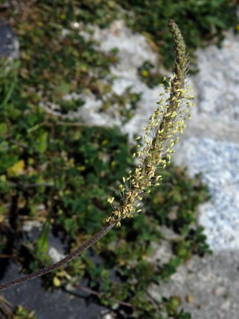 Jitrocel (Plantago serraria L.)