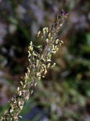 Jitrocel (Plantago serraria L.)