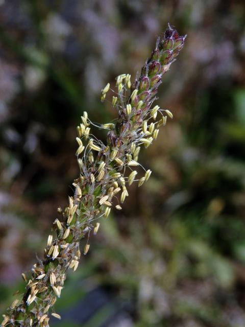 Jitrocel (Plantago serraria L.)