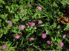 Jetel zvrácený (Trifolium resupinatum L.)
