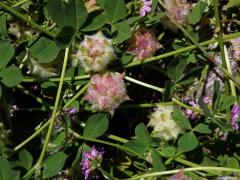 Jetel zvrácený (Trifolium resupinatum L.)