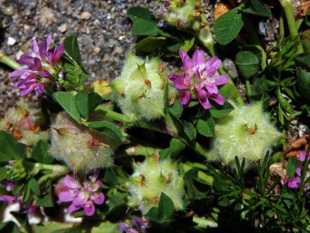 Jetel zvrácený (Trifolium resupinatum L.)