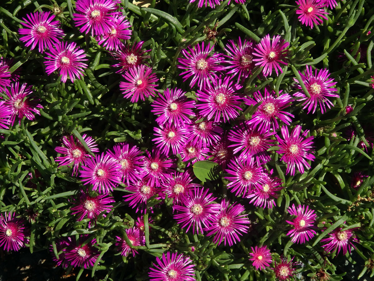 Delosperma (Delosperma cooperi L. Bolus)