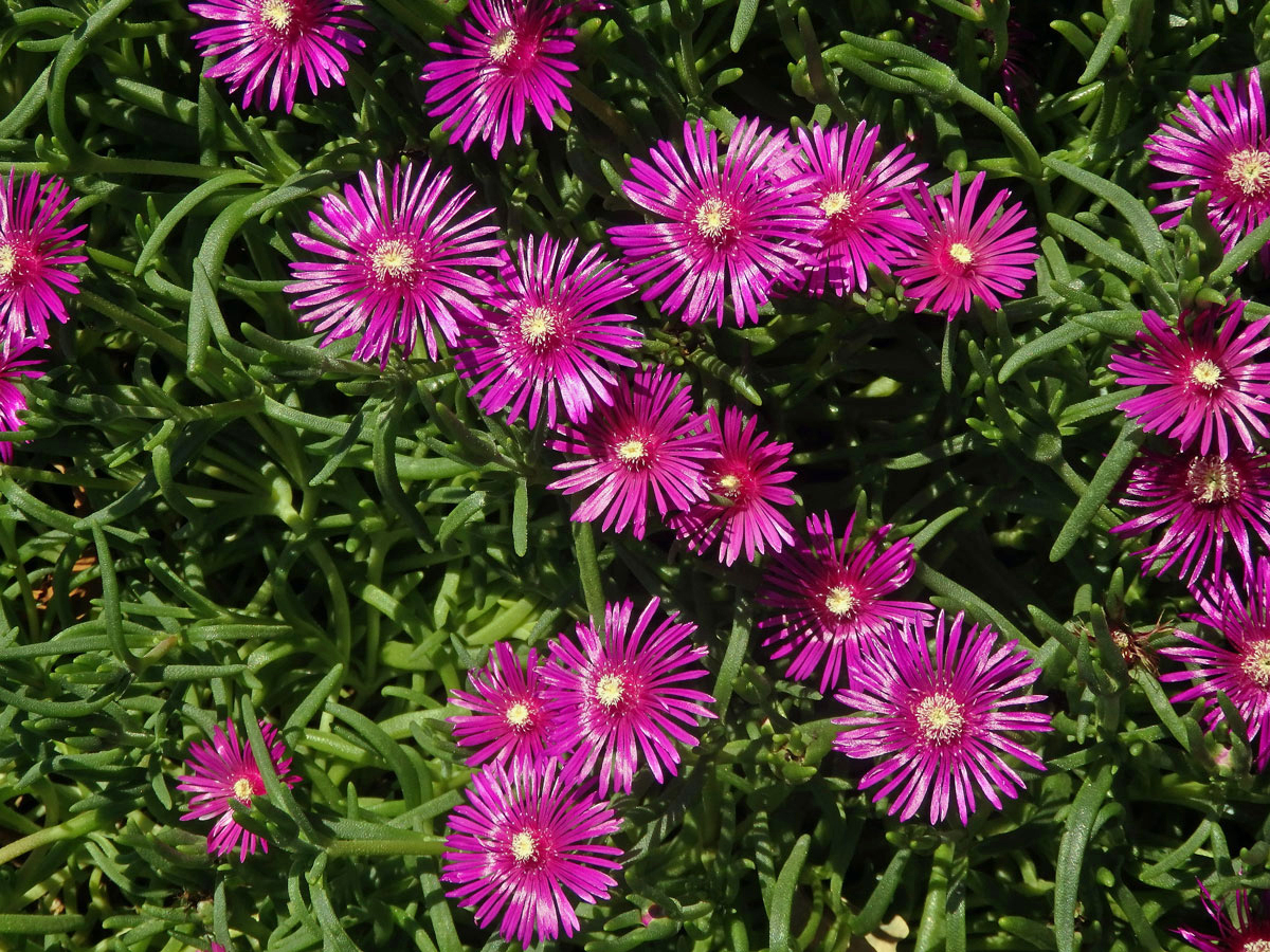 Delosperma (Delosperma cooperi L. Bolus)