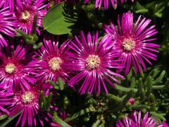 Delosperma (Delosperma cooperi L. Bolus)