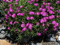 Delosperma (Delosperma cooperi L. Bolus)