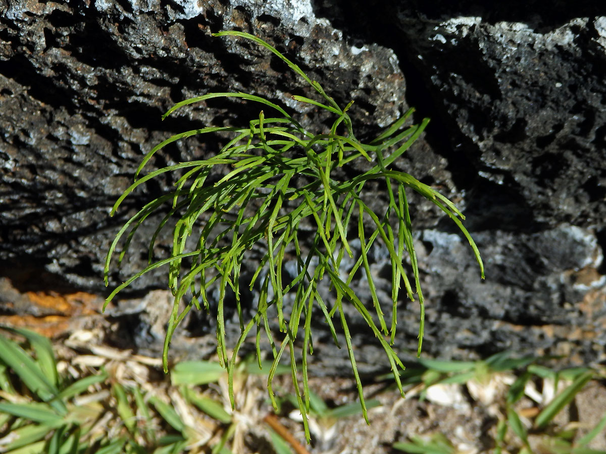 Prutovka nahá (Psilotum nudum (L.) Beauv.