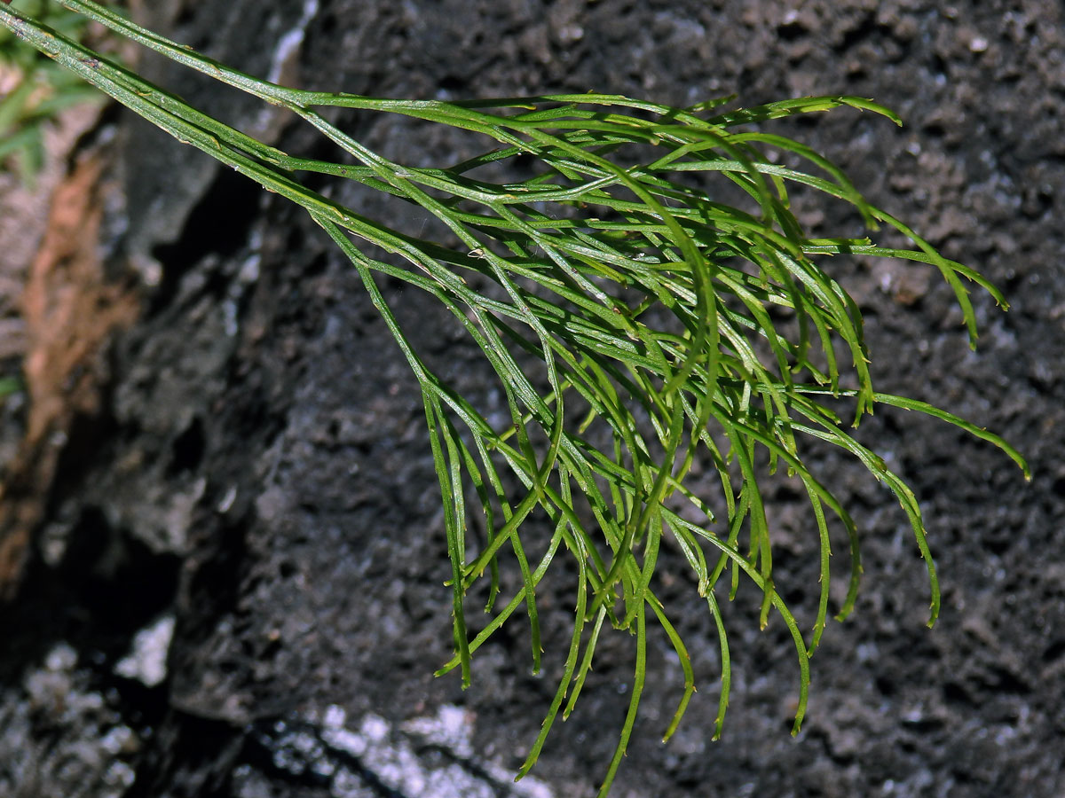 Prutovka nahá (Psilotum nudum (L.) Beauv.