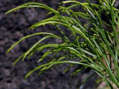 Prutovka nahá (Psilotum nudum (L.) Beauv.