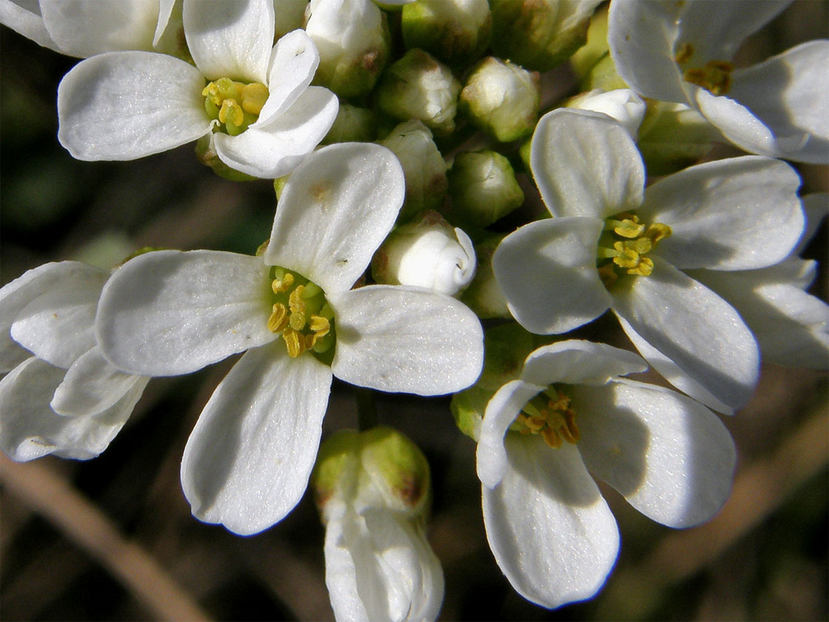 Penízek horský (Thlaspi montanum L.)