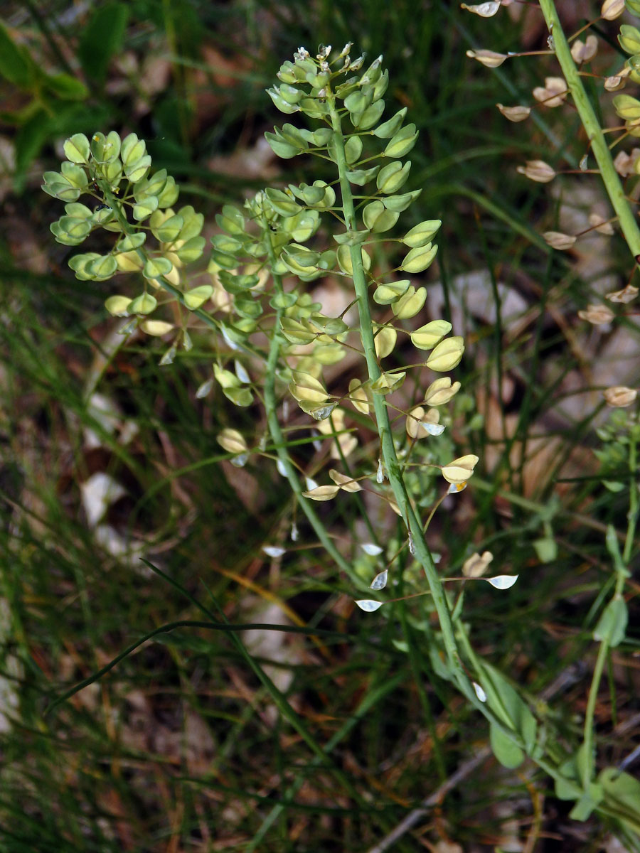 Penízek horský (Thlaspi montanum L.)