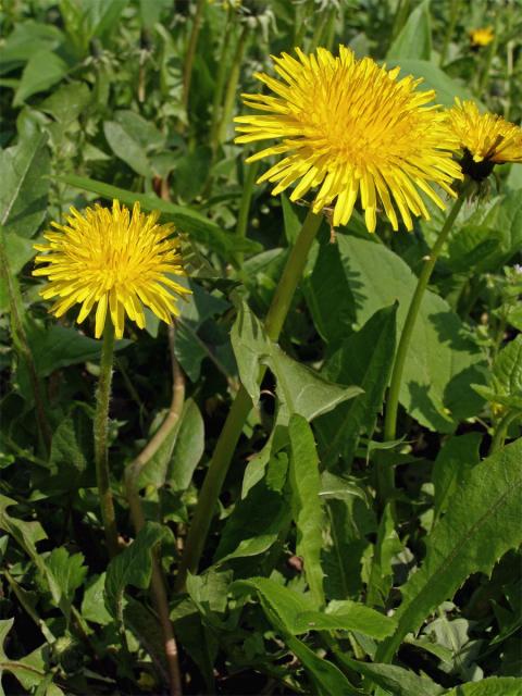 Smetánka lékařská (Taraxacum officinale L.)