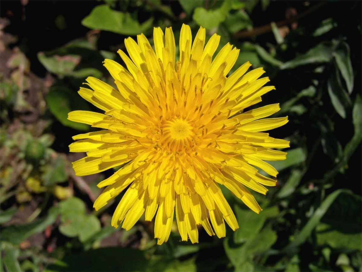 Smetánka lékařská (Taraxacum officinale L.)