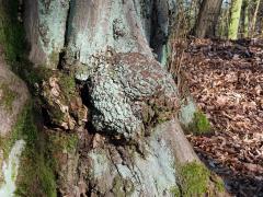 Nádor na habru obecném (Carpinus betulus L.) (25)