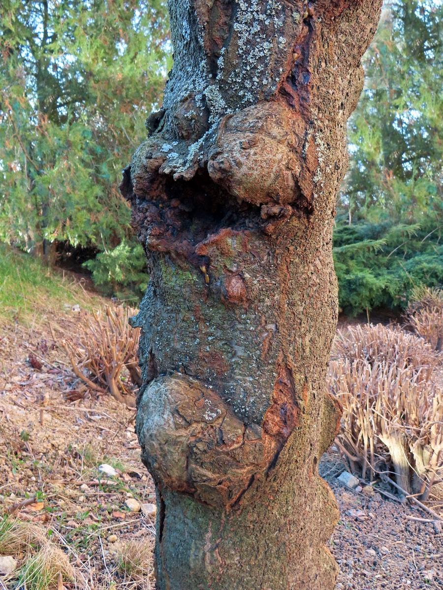 Škumpa orobincová (Rhus hirta  (L.) Sudw.) s nádory na kmeni (1a)