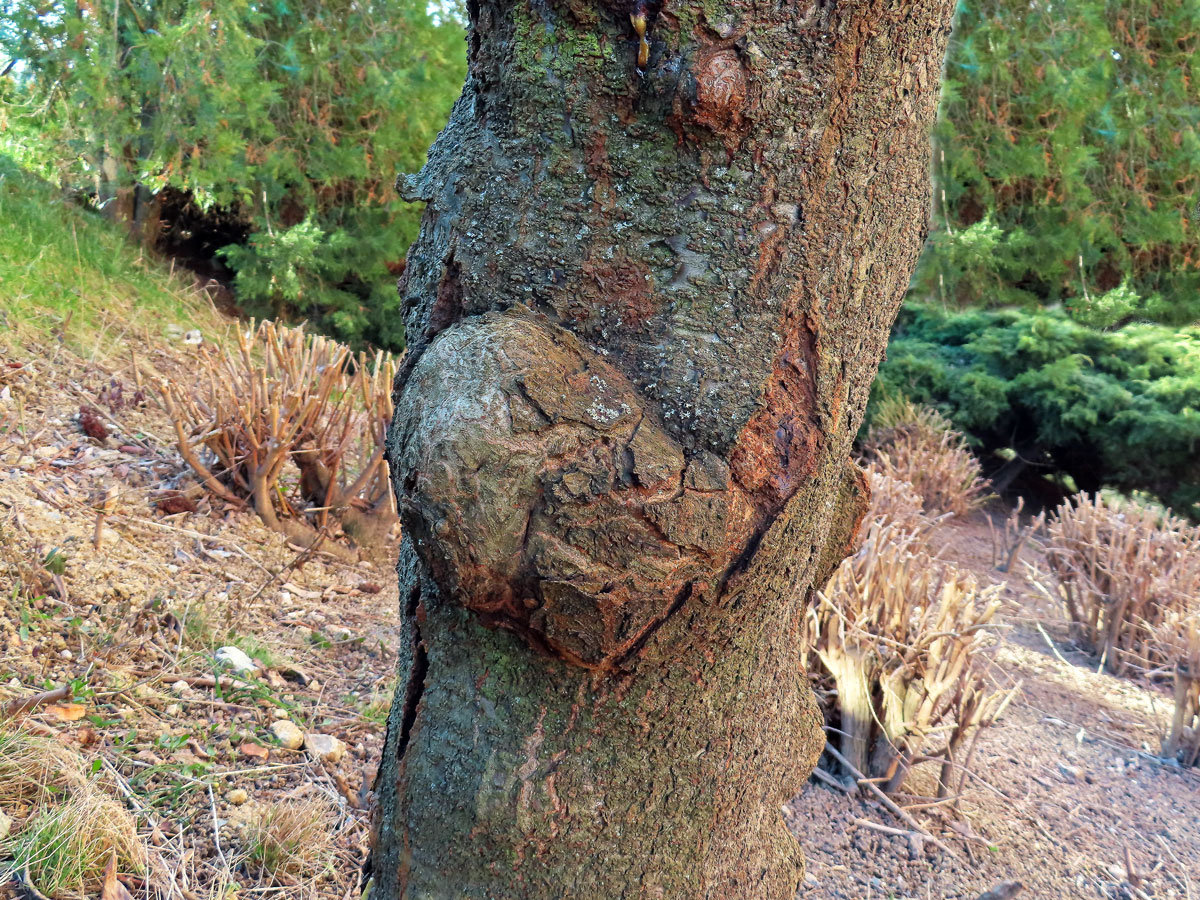 Škumpa orobincová (Rhus hirta  (L.) Sudw.) s nádory na kmeni (1c)