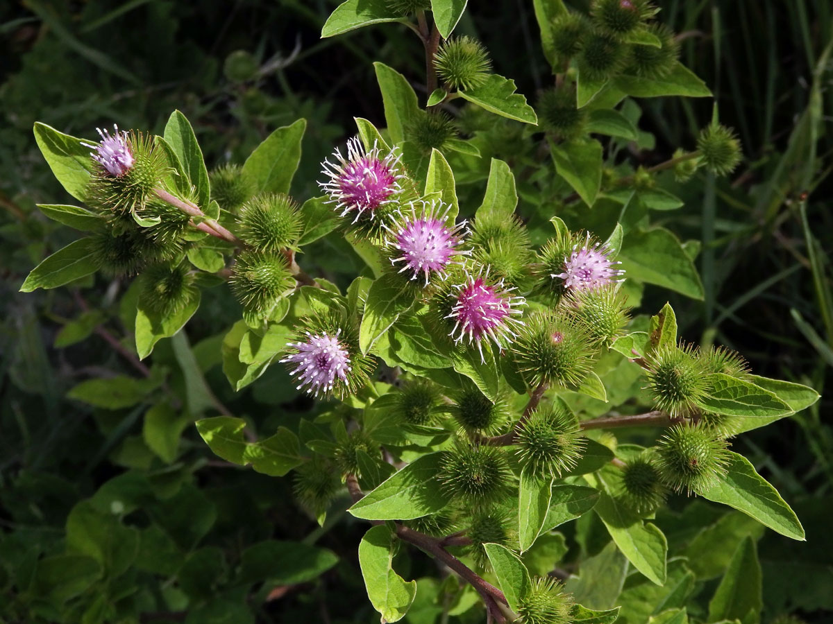 Lopuch menší (Arctium minus (Hill) Bernh.)