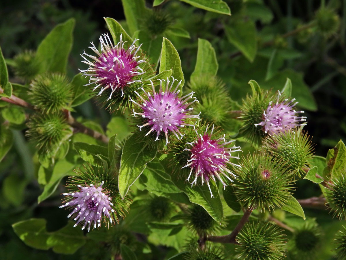 Lopuch menší (Arctium minus (Hill) Bernh.)