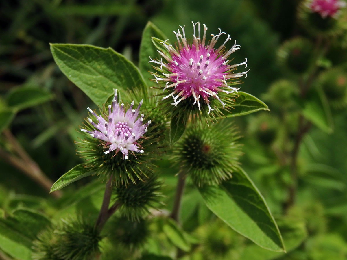 Lopuch menší (Arctium minus (Hill) Bernh.)