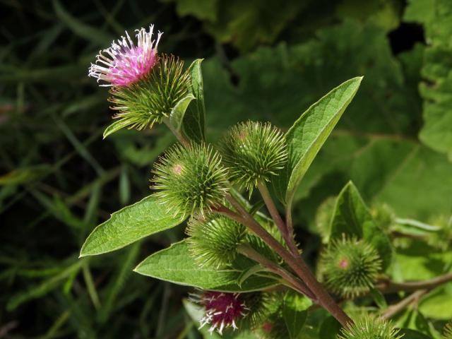 Lopuch menší (Arctium minus (Hill) Bernh.)