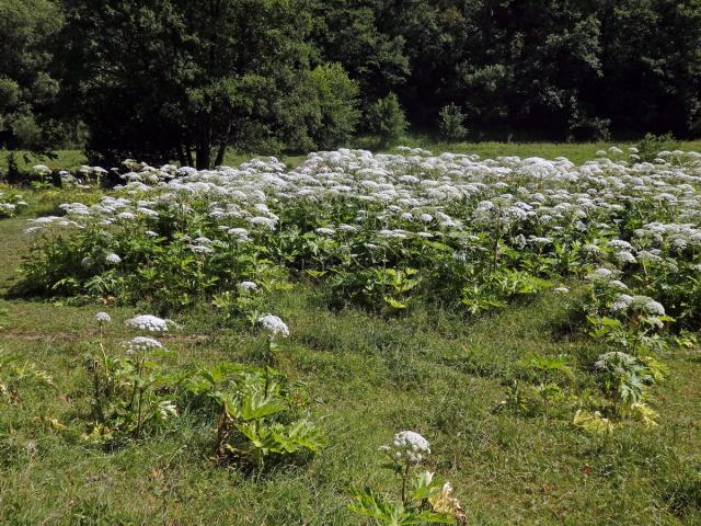 Bolševník velkolepý (Heracleum mantegazzianum Sommier et Levier)