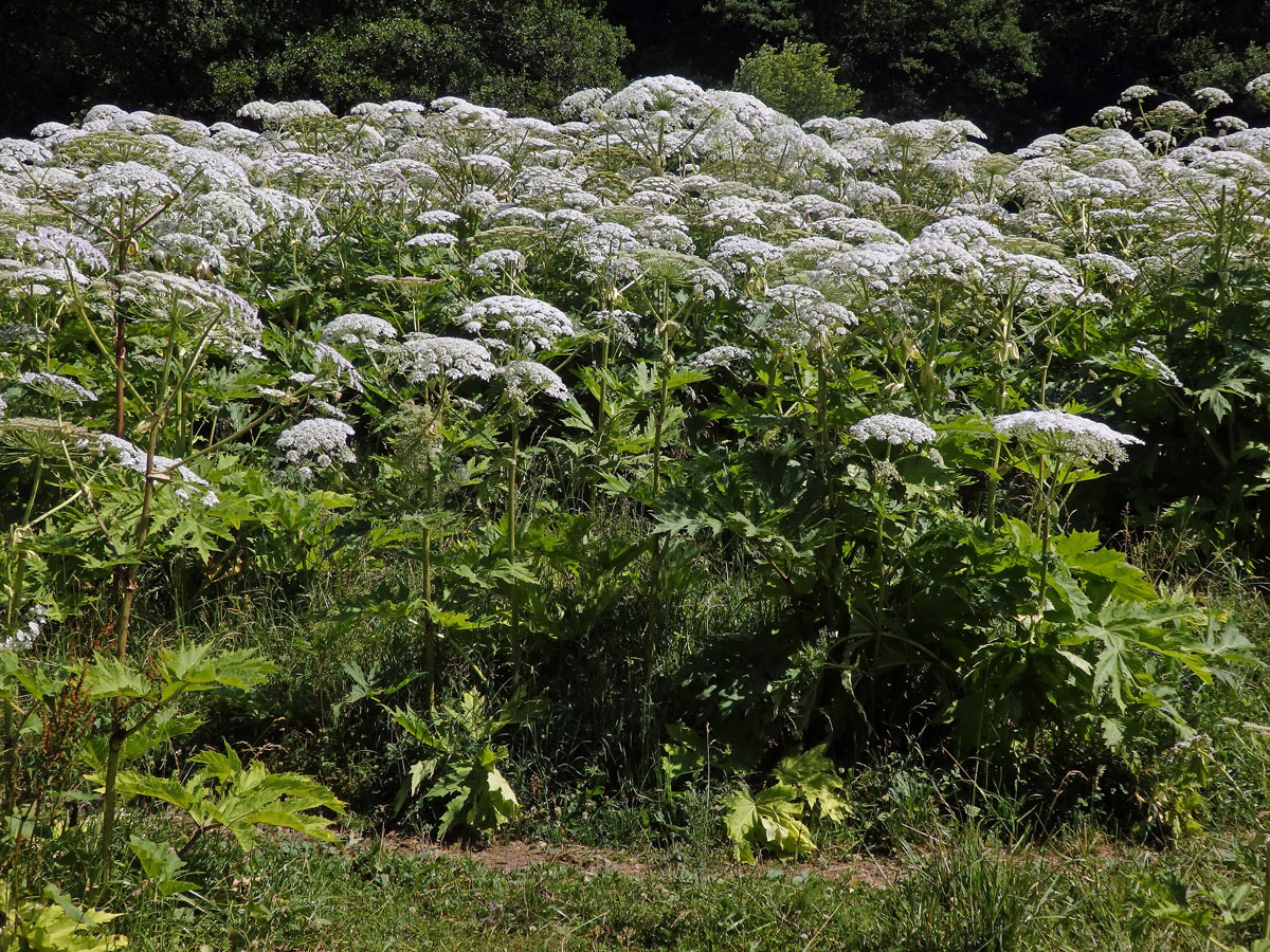 Bolševník velkolepý (Heracleum mantegazzianum Sommier et Levier)