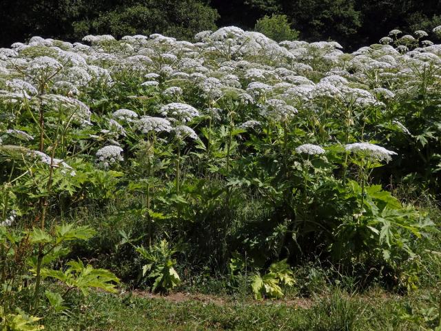 Bolševník velkolepý (Heracleum mantegazzianum Sommier et Levier)