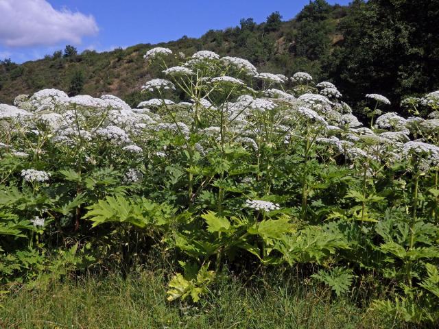 Bolševník velkolepý (Heracleum mantegazzianum Sommier et Levier)