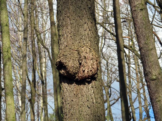 Tumor na olši lepkavé (Alnus glutinosa (L.) Gaertn.) (38)