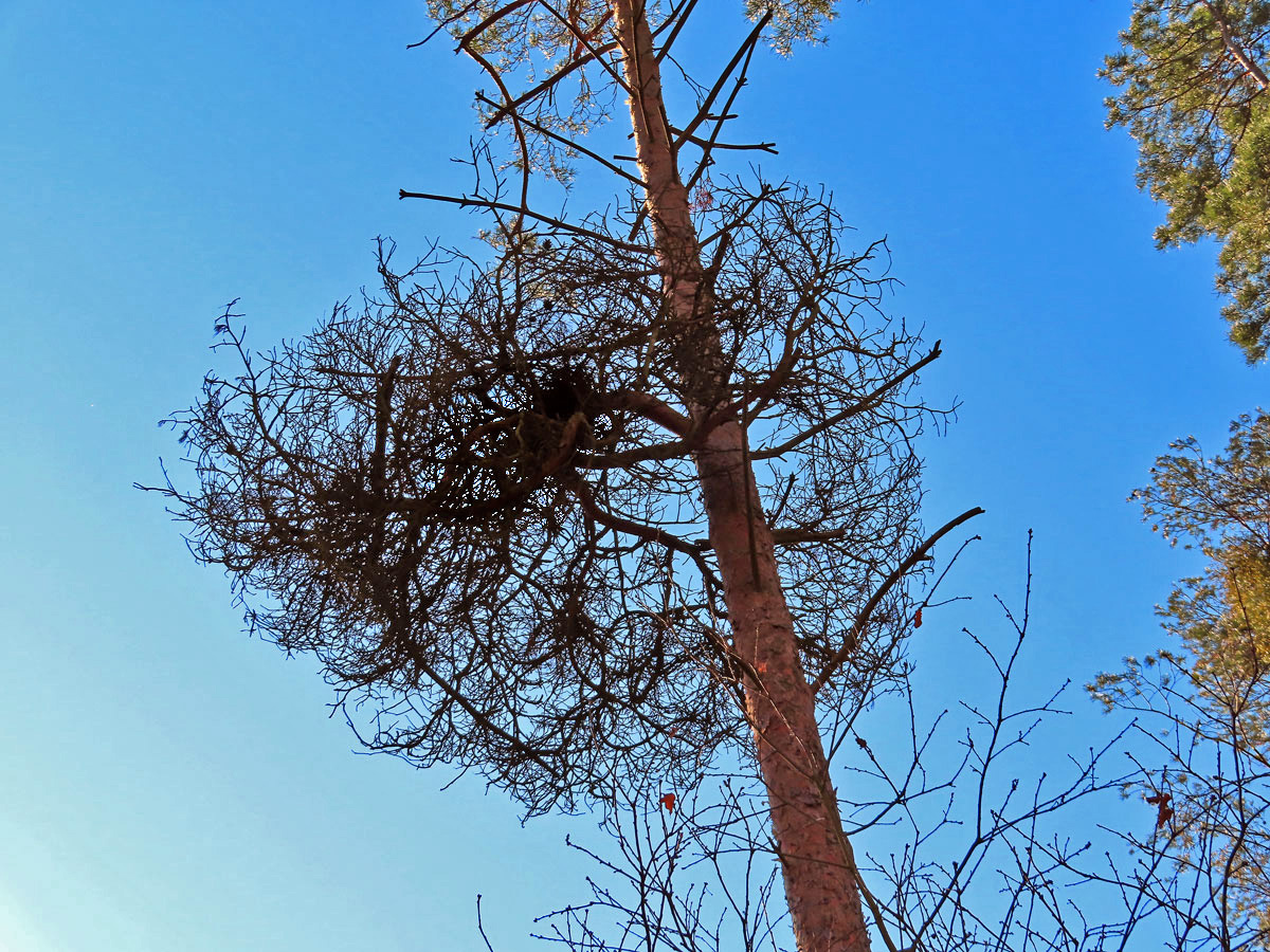 Čarověník na borovici lesní (Pinus sylvestris L.) (21)