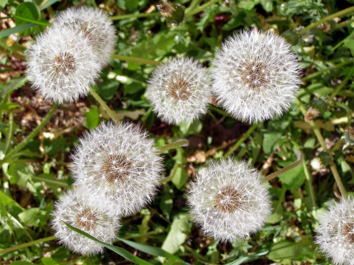 Smetánka lékařská (Taraxacum officinale L.)