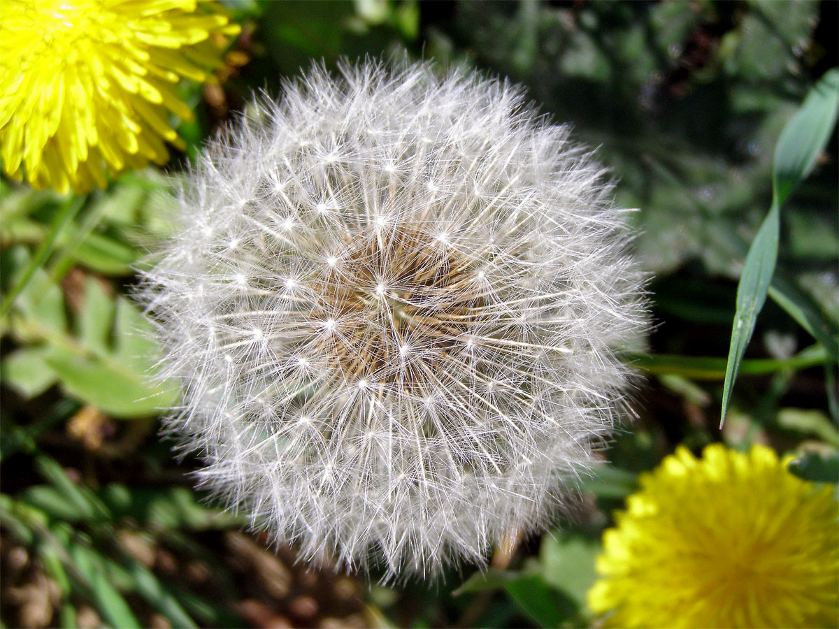 Smetánka lékařská (Taraxacum officinale L.)