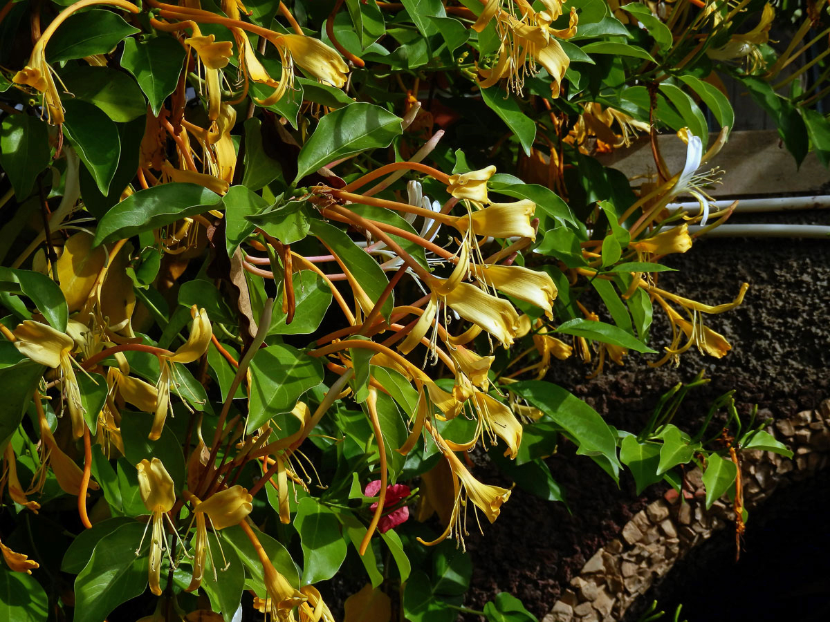 1_Zimolezovité: Zimolez (Lonicera)