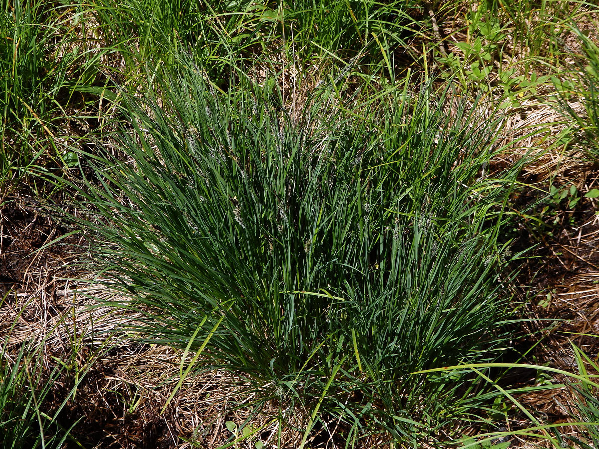 Ostřice obecná (Carex nigra (L.) Reichard)