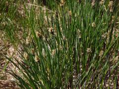 Ostřice obecná (Carex nigra (L.) Reichard)