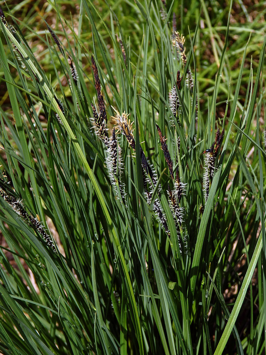 Ostřice obecná (Carex nigra (L.) Reichard)