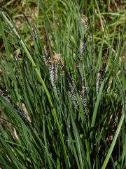 Ostřice obecná (Carex nigra (L.) Reichard)