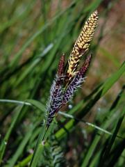 Ostřice obecná (Carex nigra (L.) Reichard)