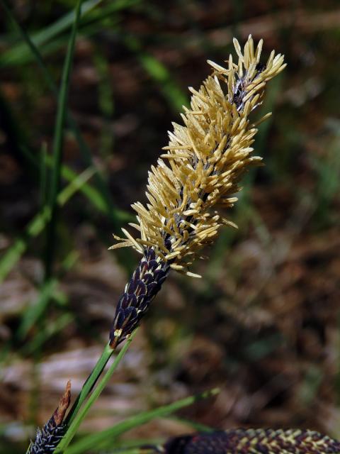 Ostřice obecná (Carex nigra (L.) Reichard)