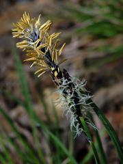 Ostřice obecná (Carex nigra (L.) Reichard)