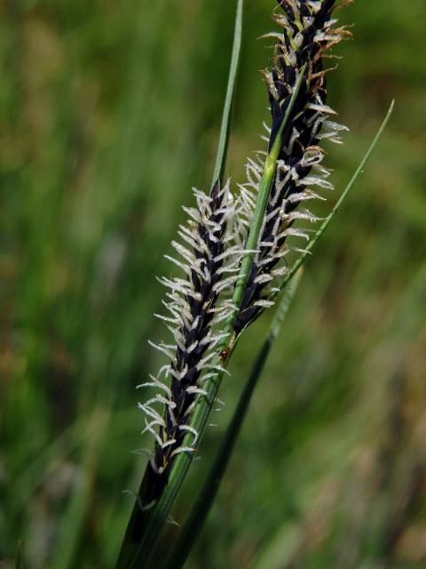 Ostřice obecná (Carex nigra (L.) Reichard)