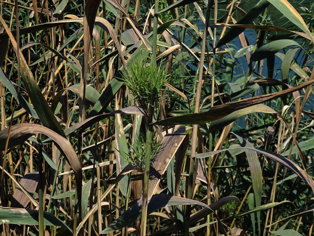 Trsť rákosovitá (Arundo donax L.)