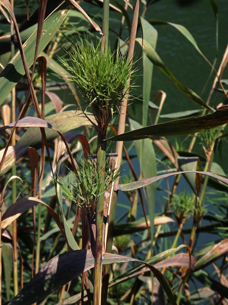 Trsť rákosovitá (Arundo donax L.) a proliferací