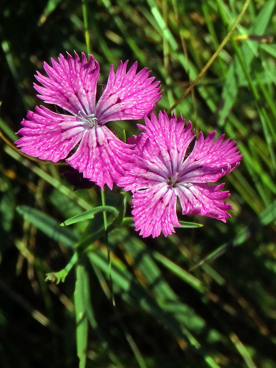 Hvozdík lesní (Dianthus sylvaticus Wills.), čryřčetný květ (13)