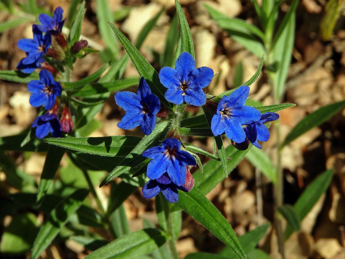 Kamejka modronachová (Lithospermum purpurocoeruleum L.)