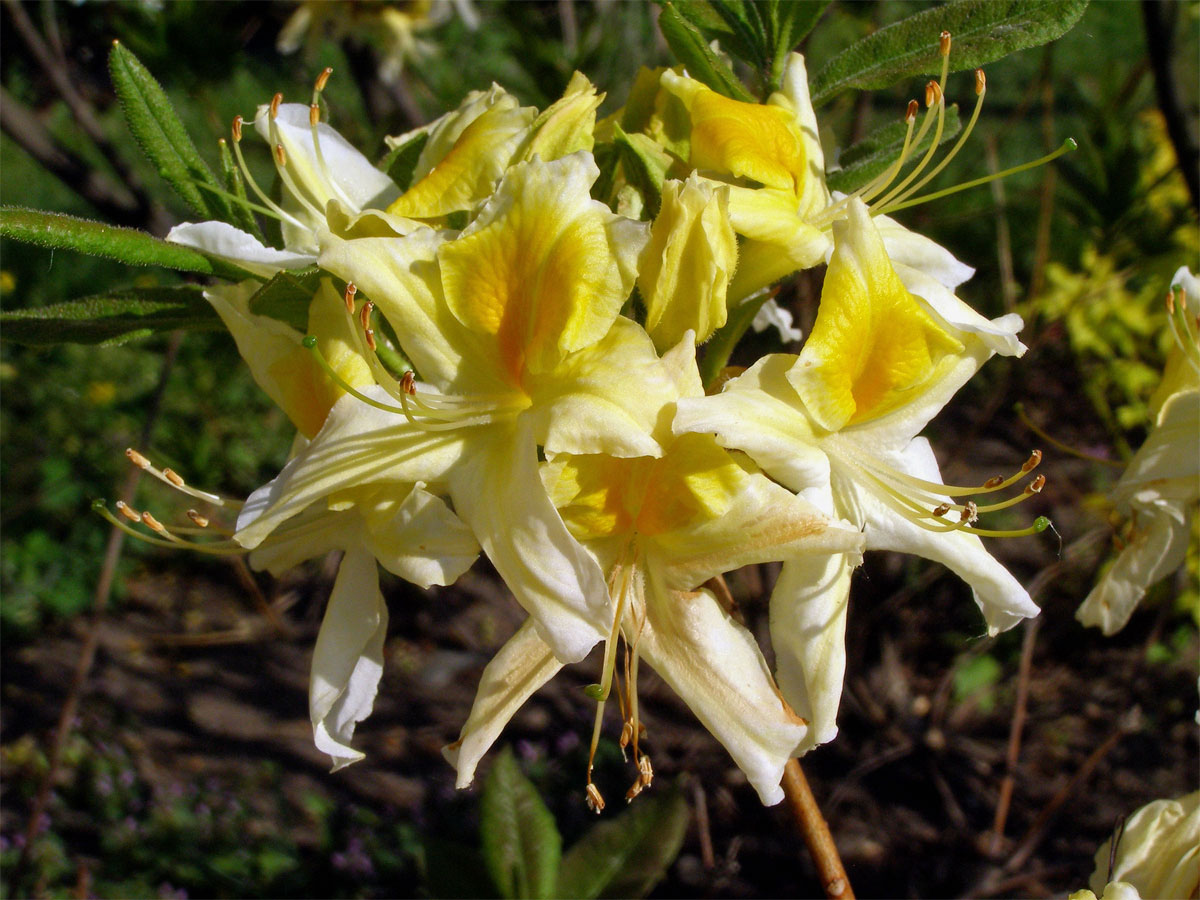 Pěnišník japonský (Rhododendron japonicum Sur.)