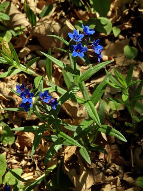 Kamejka modronachová (Lithospermum purpurocoeruleum L.)