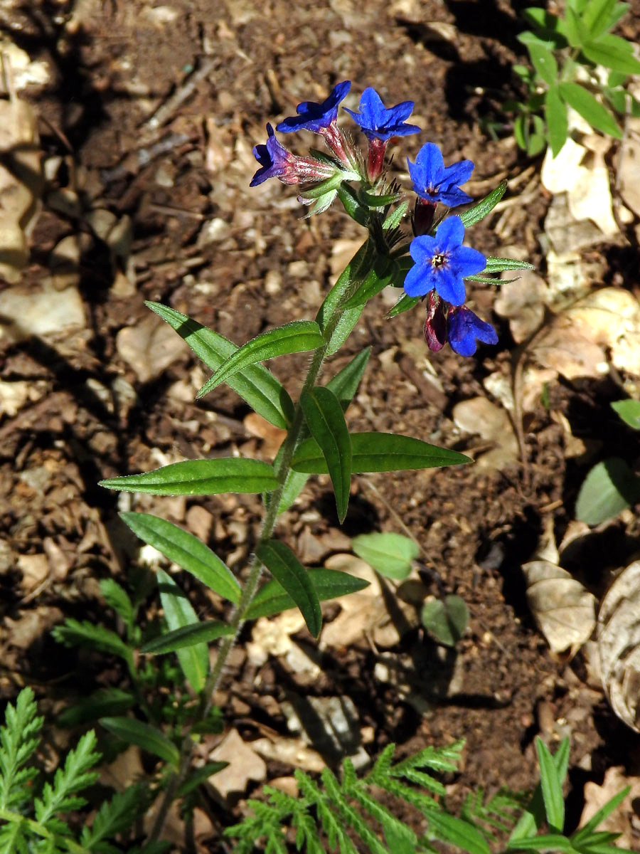 Kamejka modronachová (Lithospermum purpurocoeruleum L.)