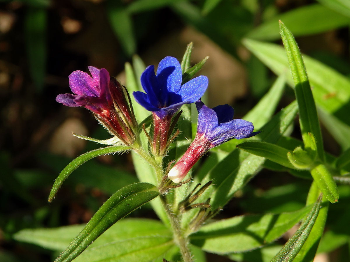 Kamejka modronachová (Lithospermum purpurocoeruleum L.)